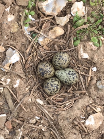 Lapwing nest with 4 eggs